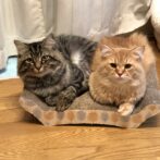 アクリルフォトプレート