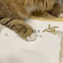 うちの子メモリアル®︎は登録商標です