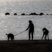 ペットロスを乗り越えるために