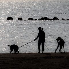 ペットロスを乗り越えるために