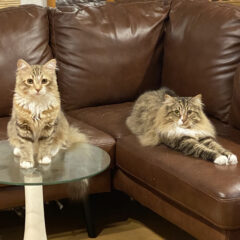 うちの子たちをご紹介させて下さい