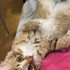 男の子は甘えん坊？