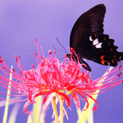 うちの子の手元供養: ペットとの絆を永遠に繋げる方法